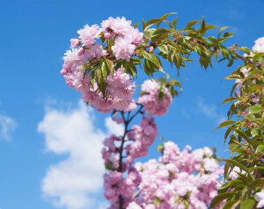 Sakura kiraz çiçeği baharda açar.