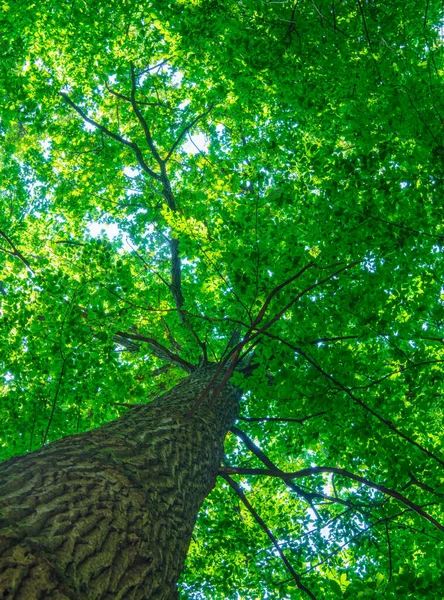 Groene Bos Achtergrond Een Zonnige Dag — Stockfoto