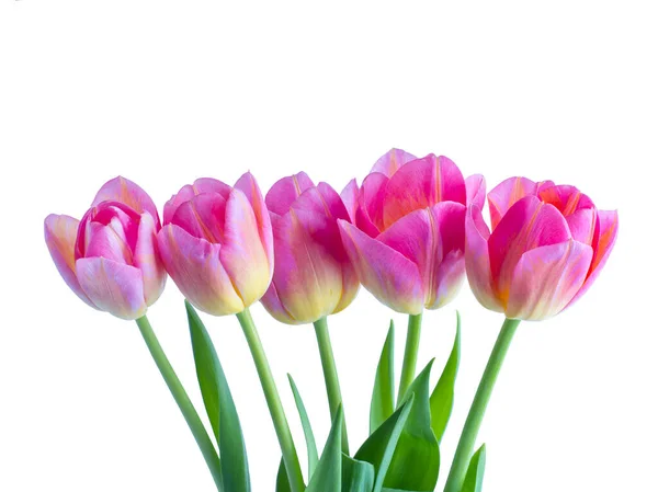 Strauß Rosa Tulpen Isoliert Auf Einem Weißen — Stockfoto