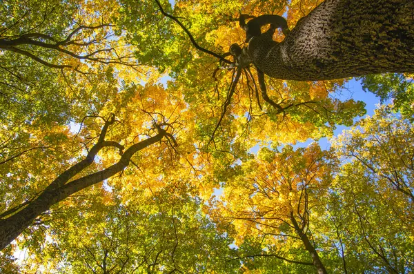 Outono Ouro Árvores Florestais Fundo — Fotografia de Stock