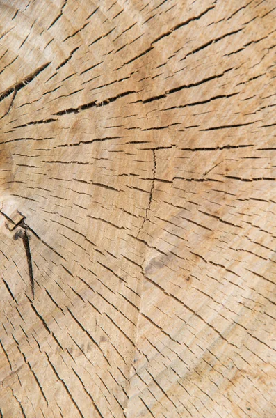 나무를 배경으로 직물의 접합부 — 스톡 사진