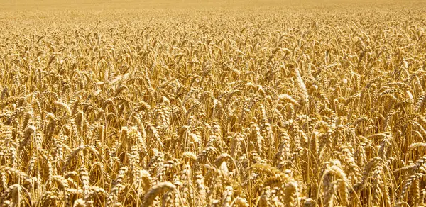 Fields Wheat End Summer Fully Ripe Stock Image