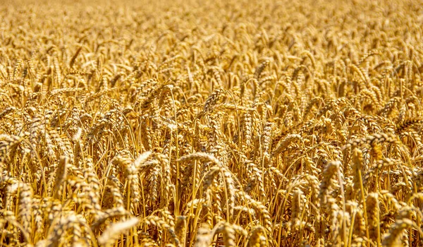 Fields Wheat End Summer Fully Ripe Stock Photo