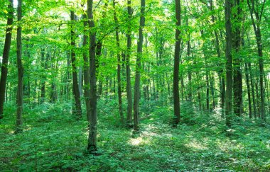 Yeşil ormanda güneş ışığı, bahar zamanı.