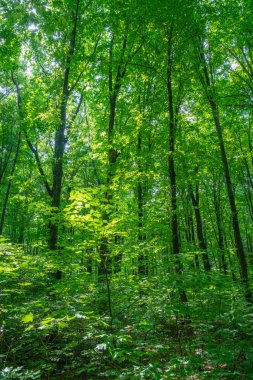 Yeşil ormanda güneş ışığı, bahar zamanı.