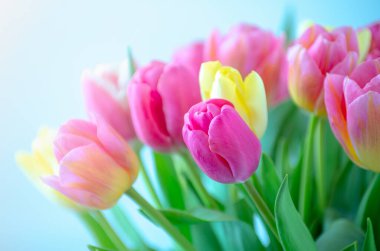 Mix of tulips flowers background clipart