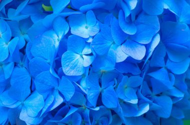 Mavi ortanca arka planı. Hortensiya çiçek yüzeyi.