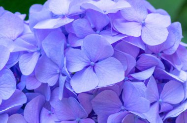 Pembe ortanca arka planı. Hortensiya çiçek yüzeyi.