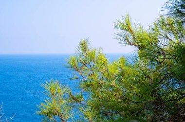 Turkuaz deniz zeminli çam ağacı dalları Akdeniz doğası