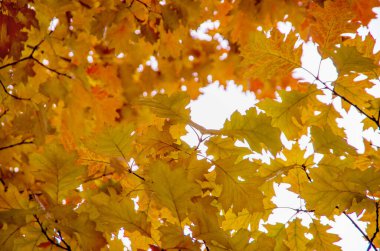 Doğal ortamda parlak sonbahar yaprakları.