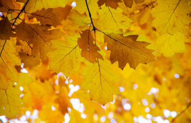 Doğal ortamda parlak sonbahar yaprakları.