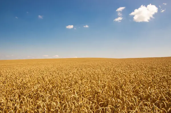 Пшеничное Поле Голубое Небо Облаками — стоковое фото