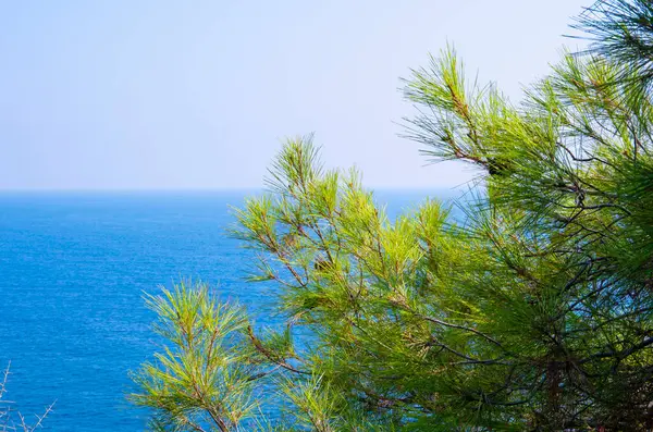 Turkuaz deniz zeminli çam ağacı dalları Akdeniz doğası