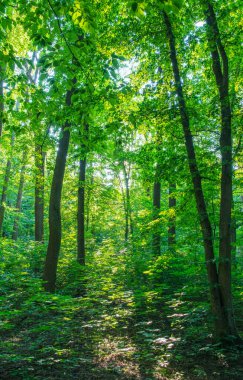Yeşil ormanda güneş ışığı, bahar zamanı.