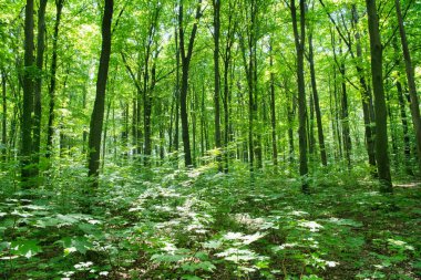 Yeşil ormanda güneş ışığı, bahar zamanı.