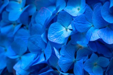 Mavi ortanca arka planı. Hortensiya çiçek yüzeyi.