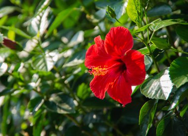 Yeşil arkaplanda kırmızı amber çiçeği.