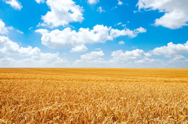 Buğday Tarlası Bulutlu Mavi Gökyüzü — Stok fotoğraf