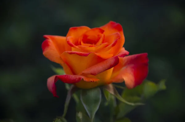 Kwitnąca Pomarańczowa Róża Rośnie Ogrodzie Bliska — Zdjęcie stockowe