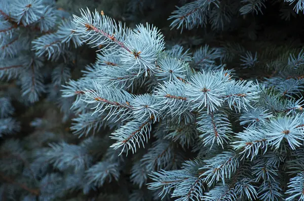 蓝色杉树的分枝 — 图库照片