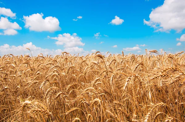 Golden Wheat Field Blue Sky Background Stock Photo