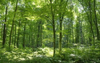 Yeşil ormanda güneş ışığı, bahar zamanı.