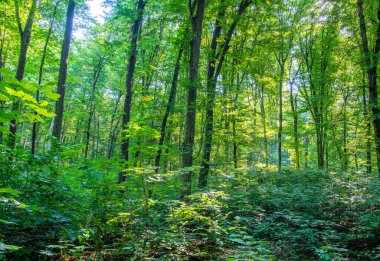 Yeşil ormanda güneş ışığı, bahar zamanı.