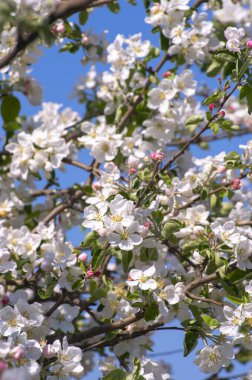 Bahar Elma Çiçeği mavi gökyüzünde.