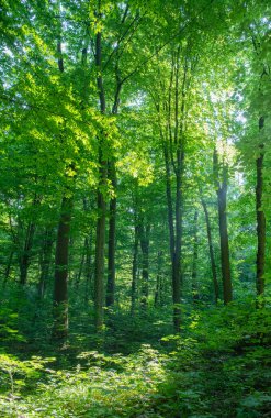 Yeşil ormanda güneş ışığı, bahar zamanı.