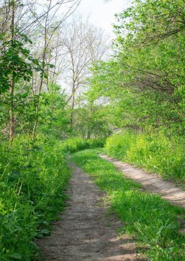 Baharın yeşil ormanında yol