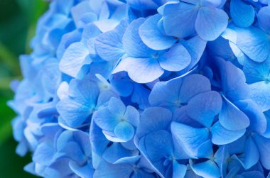 Mavi ortanca arka planı. Hortensiya çiçek yüzeyi.