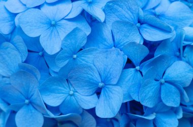 Mavi ortanca arka planı. Hortensiya çiçek yüzeyi.