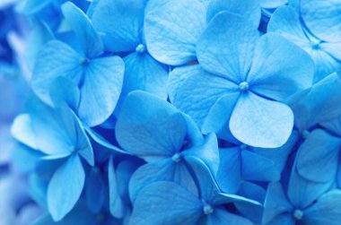Mavi ortanca arka planı. Hortensiya çiçek yüzeyi.
