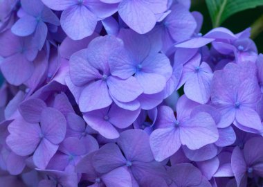 Mavi ortanca arka planı. Hortensiya çiçek yüzeyi.