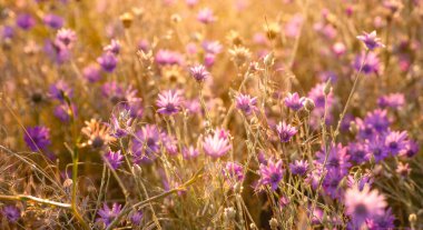 Sonsuz, Immortelle veya Xeranthemum Annuum