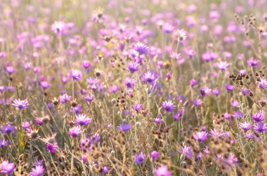 Sonsuz, Immortelle veya Xeranthemum Annuum