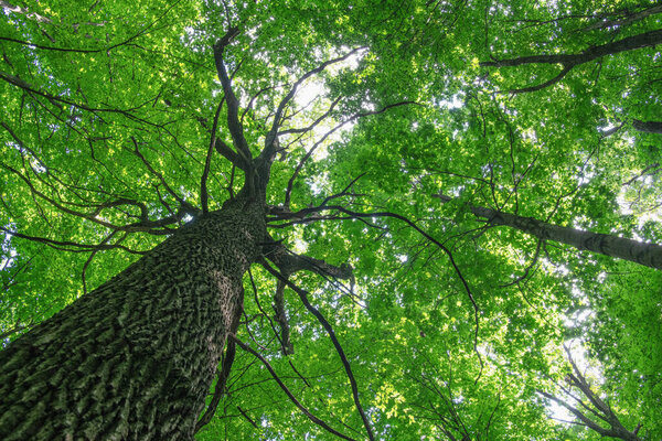 Зеленый лесной фон в солнечный день
