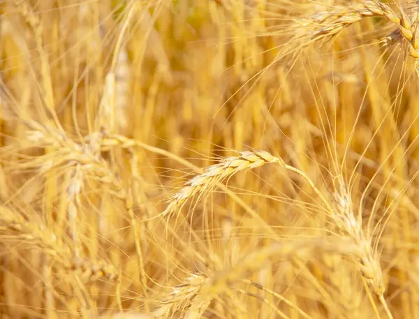 Fields Wheat End Summer Fully Ripe — Stock Photo, Image