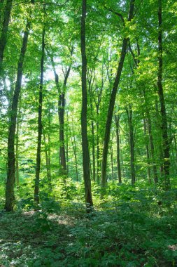Yeşil ormanda güneş ışığı, bahar zamanı.