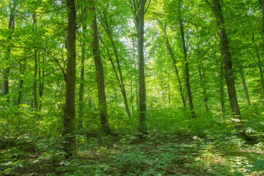 Yeşil ormanda güneş ışığı, bahar zamanı.