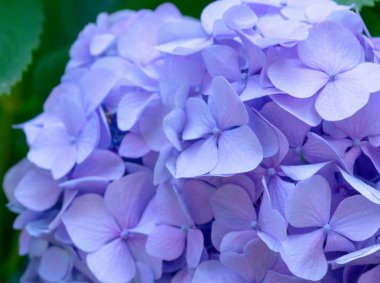 Pembe ortanca arka planı. Hortensiya çiçek yüzeyi.