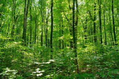 Yeşil ormanda güneş ışığı, bahar zamanı.