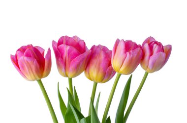 Beyaz arkaplanda pembe lale.