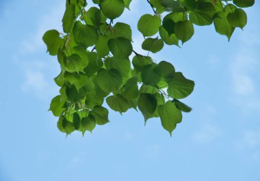 Mavi gökyüzüne karşı yeşil yapraklar