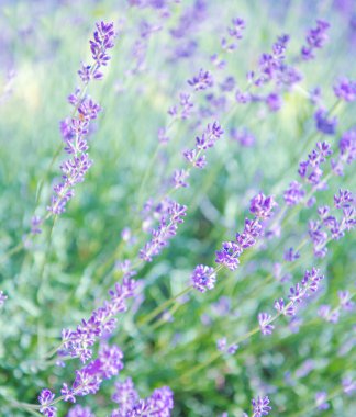 Lavanta çiçeğine seçici ve yumuşak odaklı, yazın güzel lavanta çiçeği