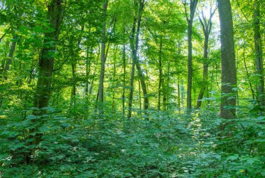 Yeşil ormanda güneş ışığı, bahar zamanı.