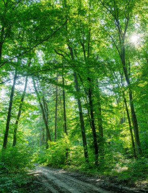 Yeşil ormanda bir patika var.