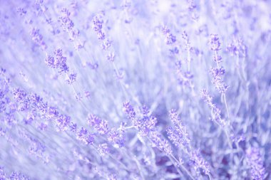 Lavanta çiçeğine seçici ve yumuşak odaklı, yazın güzel lavanta çiçeği