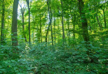 Yeşil ormanda güneş ışığı, bahar zamanı.
