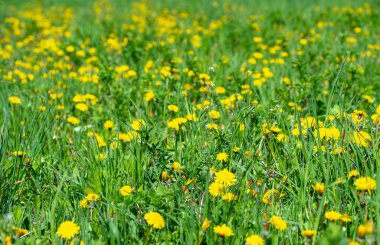 Yeşil çayırda karahindiba